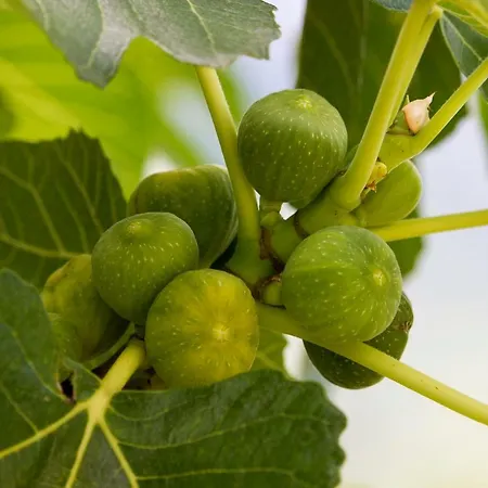 Village * موستار