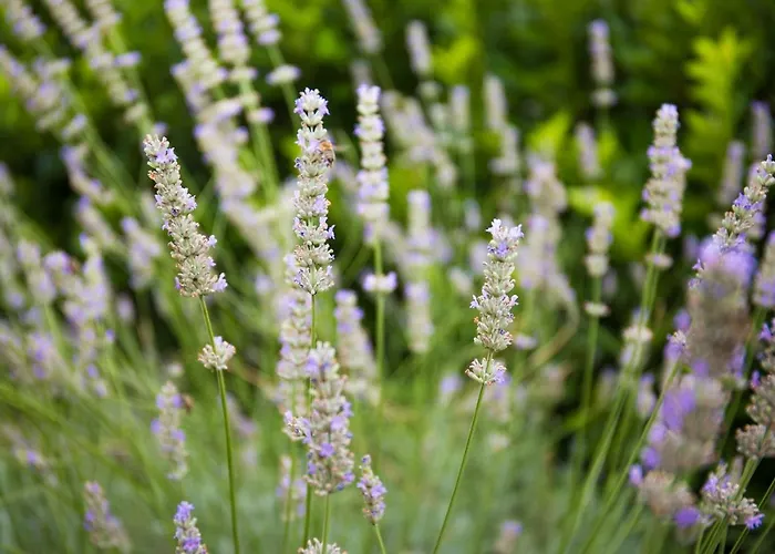 Appartement Village *